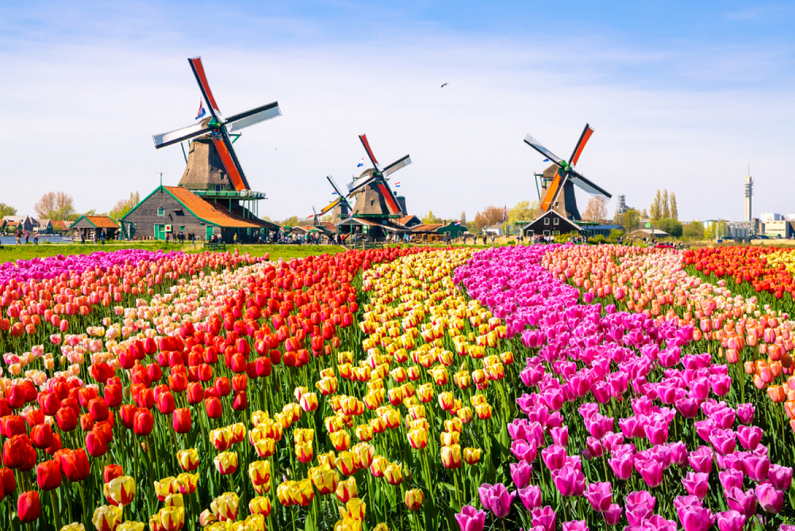 Dutch windmills and tulips